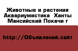 Животные и растения Аквариумистика. Ханты-Мансийский,Покачи г.